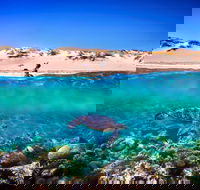 Snorkel the Ningaloo Reef - Hotel Accommodation