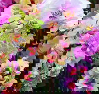 Tinonee Orchid Nursery