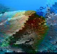 Wistari Wall - Hotel Accommodation