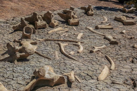 Australian Age Of Dinosaurs - Hotel Accommodation 2