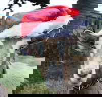 Bream Creek Farmers Market - Hotel Accommodation