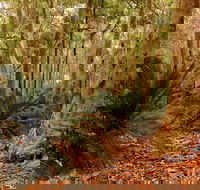 Burrawang Walking Track - Hotel Accommodation