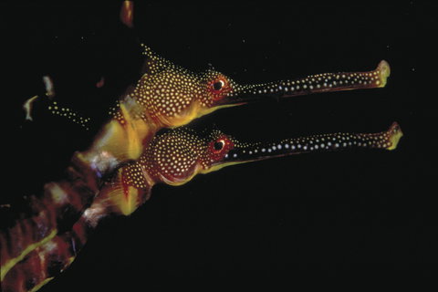 Eagle Rock Marine Sanctuary - Hotel Accommodation 0