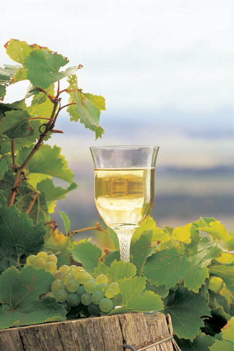 Flavours Of The Porongurup Range Trail - Hotel Accommodation 0
