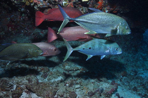 Hiros Cave And The Tubes - Hotel Accommodation 0