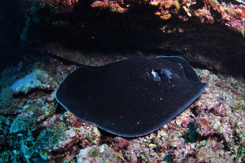 Hiros Cave And The Tubes - Hotel Accommodation 1