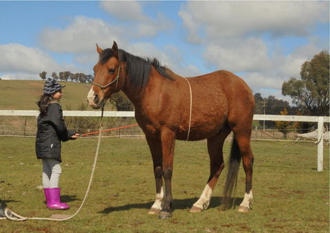 Horses Teaching Humans - Hotel Accommodation 2