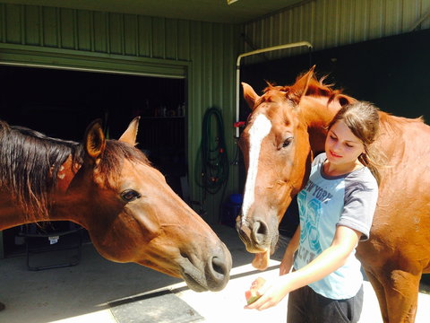 Iris Lodge Alpacas - Hotel Accommodation 0