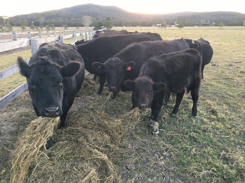 Iris Lodge Alpacas - Hotel Accommodation 1