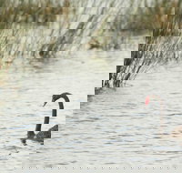 Little Llangothlin Picnic Area - Hotel Accommodation