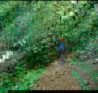 Mount Cougal Springbrook National Park