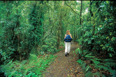 Mount Cougal, Springbrook National Park - Hotel Accommodation 0