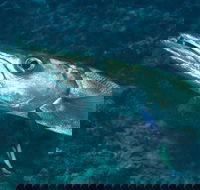 Norman Reef Dive Site - Hotel Accommodation