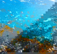 Snorkelling McKenzies Beach - Hotel Accommodation