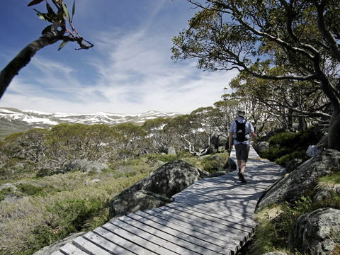 Snow Gums Boardwalk - Hotel Accommodation 0