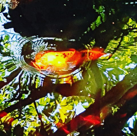 The Fernery At Diamond Waters - Hotel Accommodation 2
