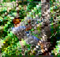 TreeTop Challenge Currumbin Wildlife Sanctuary