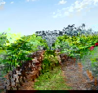 Tintilla Estate Wine Tasting with a Meat and Cheese Platter - Hotel Accommodation