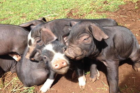 Paddock To Plate Farm Tour And Tasting - Hotel Accommodation 9