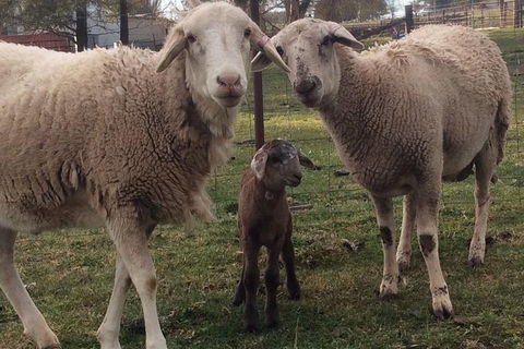 Paddock To Plate Farm Tour And Tasting - Hotel Accommodation 7