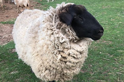 Paddock To Plate Farm Tour And Tasting - Hotel Accommodation 3