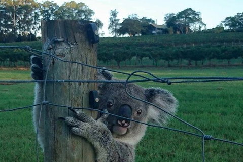 The Secret Vines Experience Port Macquarie - Hotel Accommodation 1
