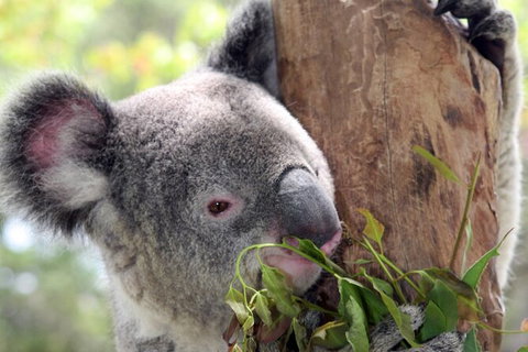 Private 10-hour Tour To Blue Mountains From Sydney - Hotel Pick Up & Drop Off - Hotel Accommodation 2