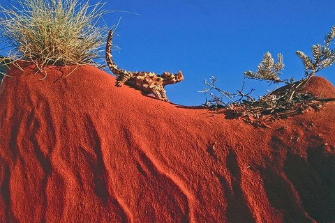 Alice Springs, Uluru Ayers Rock & Kings Canyon 8 Days Touring Package - Hotel Accommodation 4