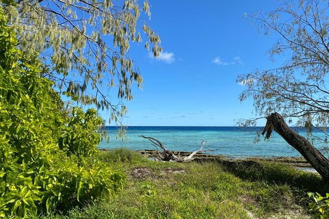 Lady Musgrave Day Trip From Bundaberg Including Snorkeling, Glass Bottom Tour And Guided Island Walk - Hotel Accommodation 6