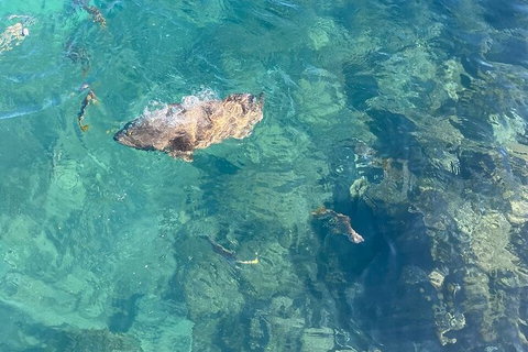 Aquascene Magnetic Island Discovery Tour - Hotel Accommodation 6