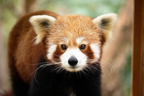 Currumbin Wildlife Sanctuary General Entry Ticket - Hotel Accommodation 3