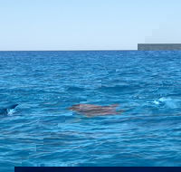 Noosa Wild Dolphin Safari - Hotel Accommodation