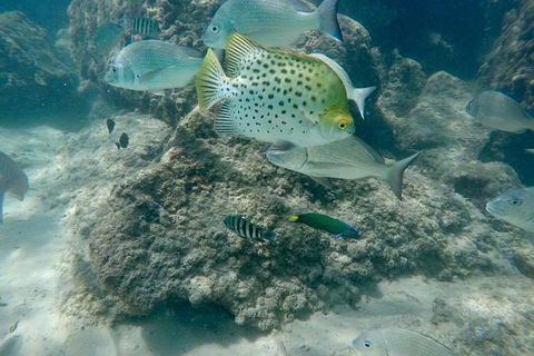 Gold Coast Try-Scuba Experience At Wave Break Island - Hotel Accommodation 4
