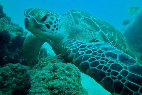 Gold Coast Try-Scuba Experience At Wave Break Island - Hotel Accommodation 10