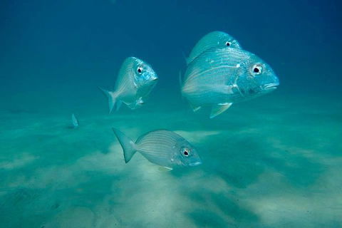 Gold Coast Try-Scuba Experience At Wave Break Island - Hotel Accommodation 6