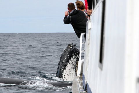 Whale Watching Tour In Gold Coast - Hotel Accommodation 8