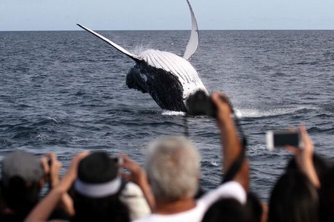 Whale Watching Tour In Gold Coast - Hotel Accommodation 1