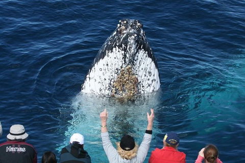 Whale Watching Tour In Gold Coast - Hotel Accommodation 0