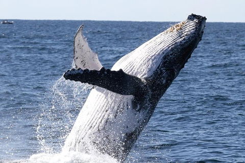 Whale Watching Tour In Gold Coast - Hotel Accommodation 3