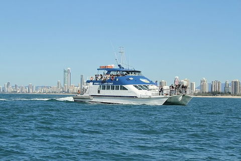 Whale Watching Tour In Gold Coast - Hotel Accommodation 4