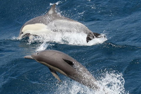 Whale Watching Tour In Gold Coast - Hotel Accommodation 2