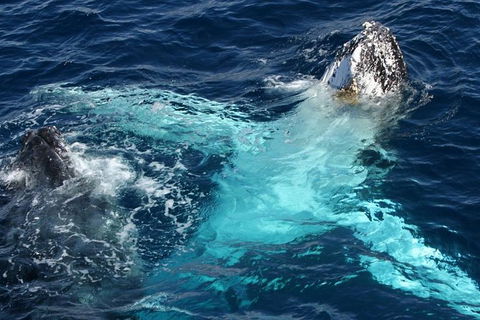 Whale Watching Tour In Gold Coast - Hotel Accommodation 5