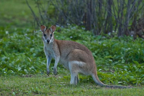 Cairns 4WD Waterfall And Rainforest Tour Including Kuranda Scenic Railway - Hotel Accommodation 7