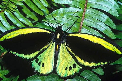 Cairns 4WD Waterfall And Rainforest Tour Including Kuranda Scenic Railway - Hotel Accommodation 1