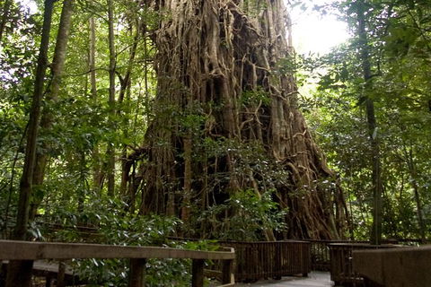 Cairns 4WD Waterfall And Rainforest Tour Including Kuranda Scenic Railway - Hotel Accommodation 5