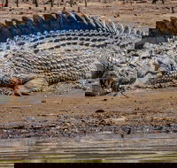 Solar Whisper Daintree River Crocodile and Wildlife Cruise - Hotel Accommodation