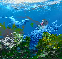 Full Day Snorkel In The Great Barrier Reef - Hotel Accommodation