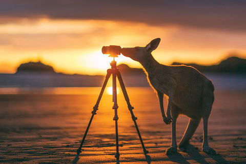 Wildlife Tour - Kangaroos On The Beach At Sunrise - Hotel Accommodation 2