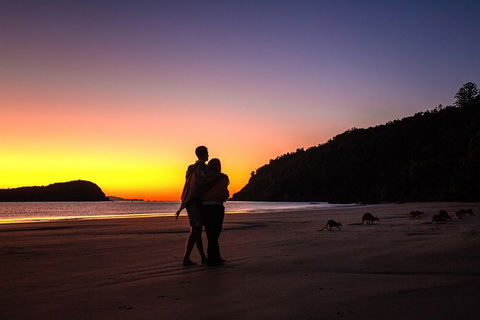 Wildlife Tour - Kangaroos On The Beach At Sunrise - Hotel Accommodation 5