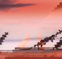 Wildlife Tour - Kangaroos on the Beach at Sunrise - Hotel Accommodation